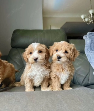 Maltipoo-Welpen Bild 2