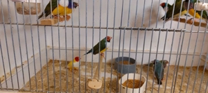 13 Goulsamadienen wegen Aufgabe 