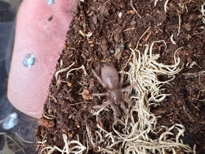 vogelspinne lasiocyano sazimai