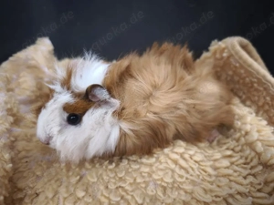 Sehr süße männliche Meerschweinchen Babys 