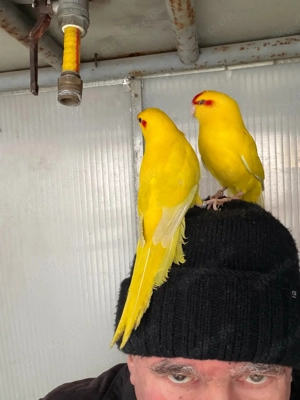 zigensittiche handzahme