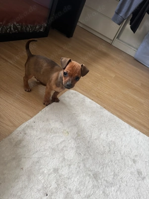 Zum Verkauf steht Wunder schöne Welpen 