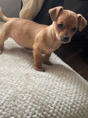 Zum Verkauf steht Wunder schöne Welpen 