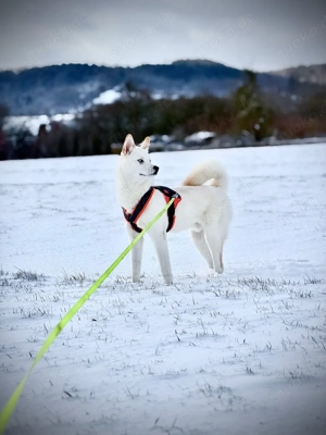 Schweren Herzens suchen wir ein neues Zuhause für Ghost   