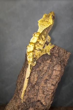 Extreme Harlequin Zuchtmännchen, Correlophus ciliatus, Kronengecko