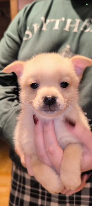 pomchi Welpen 8 Woche suchen ihr neues Zuhause 