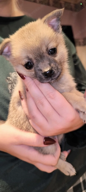 pomchi Welpen 8 Woche suchen ihr neues Zuhause 
