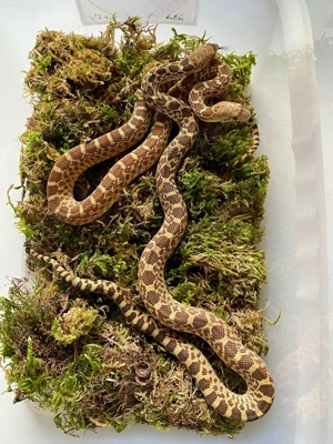 1.4 Pituophis catenifer affinis Marathon Texas, Gophernatter 