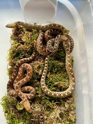 1.4 Pituophis catenifer affinis Marathon Texas, Gophernatter  Bild 6
