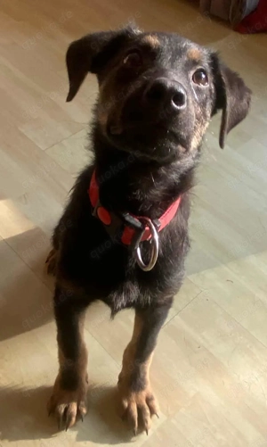 Turbo süßer Welpe Schäferhund Mischling Rüde Junghund sucht Zuhause für immer