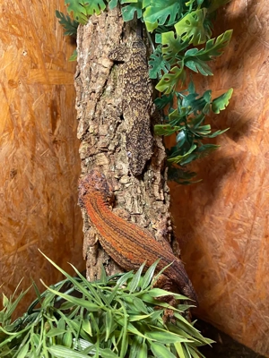 1.1 Rhacodactylus auriculatus, Höckerkopgecko