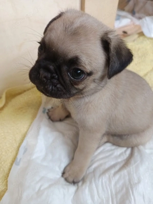   Süße Mops-Welpen   6,5 Wochen, letzte Chance   