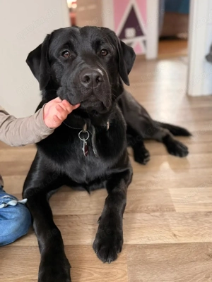 Lieber Labrador Rüde