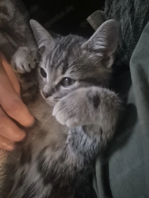 Kitten abzugeben nur an Besitzer mit vorhandener Katze.