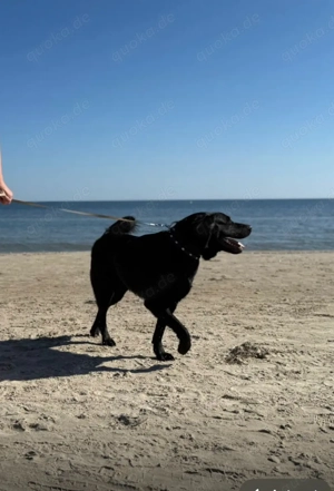 Lieber Labrador Rüde