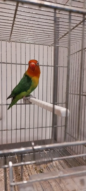 1 Paar Unzertrennliche Agarponiden