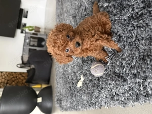 Toypudel Asiatisch Rüde Mini