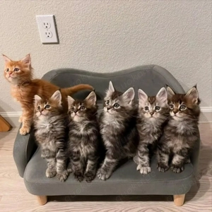 Maine-Coon-Kätzchen