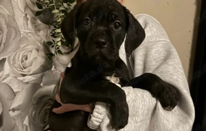 Cane corso mix welpen