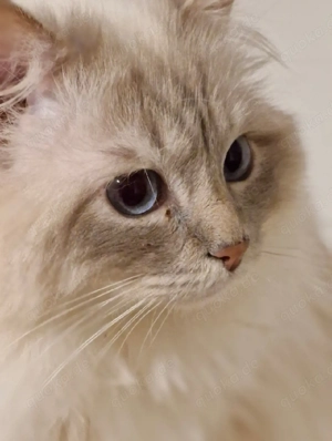 Wunderschöner, reinrassiger Heilige Birma Deckkater mit Stammbaum deckt auch andere Rassen