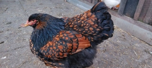 Brahma gold schwarzgesäumt