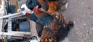 Brahma gold schwarzgesäumt