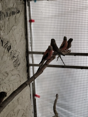 1,1 Bourkesittiche mit 6 Jungtieren von 2025