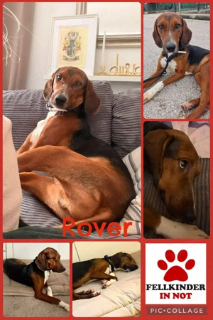 Rover Traumhund Bracke Mischling Rüde Jagdhund sucht Zuhause für immer