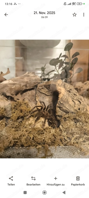Theraphosa Stirimi abzugeben 