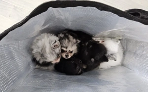 Süße welpen mit tiger Prägung und andere Fellfarben w. und m.