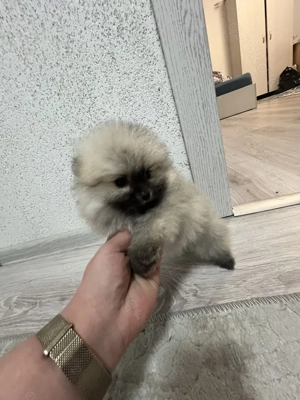 Pomeranian junge