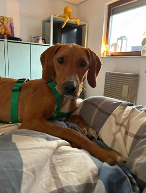 Nova Bracke Mischling Hündin Jagdhund sucht Zuhause für immer