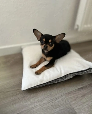 Chihuahua Rüde 7 Monate alt 
