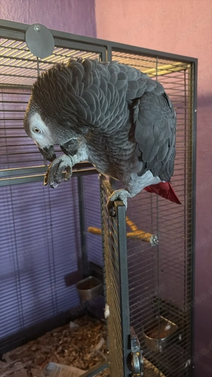 Graupapagei männlich