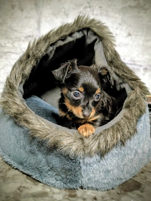 Schöne Mädchen Russkiy Toy Bild 3