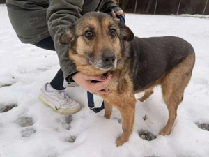 Matilda Schäferhund Mischling Hündin Senior sucht Altersruhesitz für immer