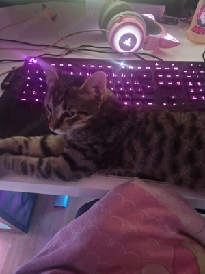   Kater  Sucht ein neues zu hause