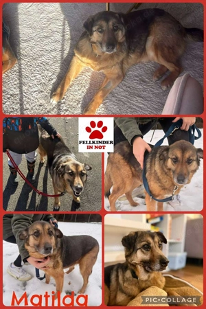 Matilda Schäferhund Mischling Hündin Senior sucht Altersruhesitz für immer