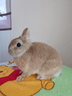 Farbenzwerg Häsin 2J geimpft Zwerg Kaninchen Hase Hermelin 