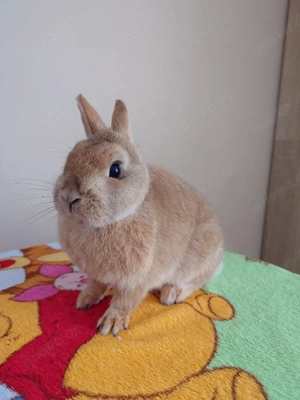 Farbenzwerg Häsin 2J geimpft Zwerg Kaninchen Hase Hermelin  Bild 2