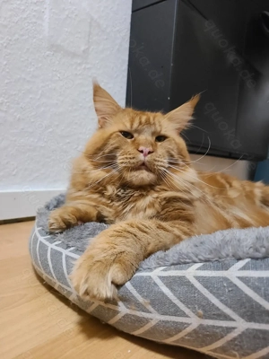 Main Coon XL deckkater