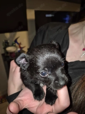 Chihuahua-Mix Männchen