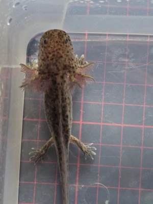 Axolotl Wildlinge Weißlinge Halekin Bild 7