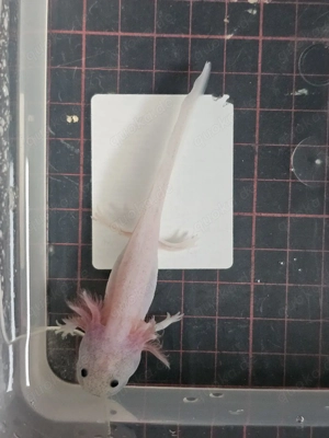 Axolotl Wildlinge Weißlinge Halekin Bild 8