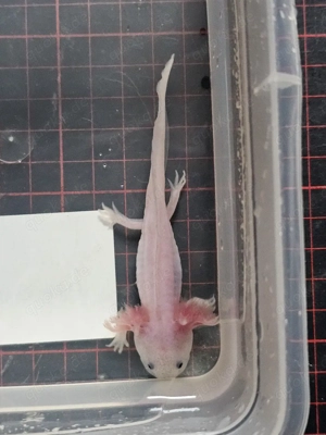 Axolotl Wildlinge Weißlinge Halekin Bild 10