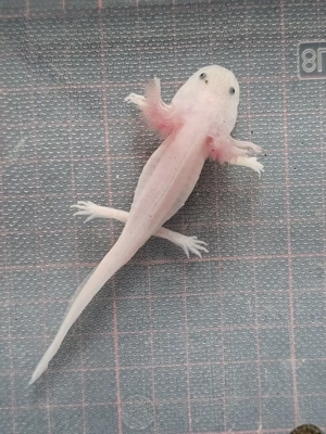 Axolotl Wildlinge Weißlinge Halekin Bild 9