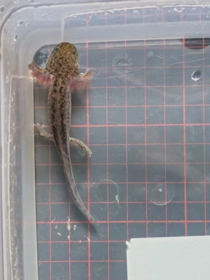 Axolotl Wildlinge Weißlinge Halekin Bild 5