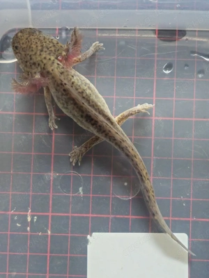 Axolotl Wildlinge Weißlinge Halekin Bild 6