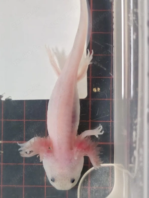 Axolotl Wildlinge Weißlinge Halekin Bild 2