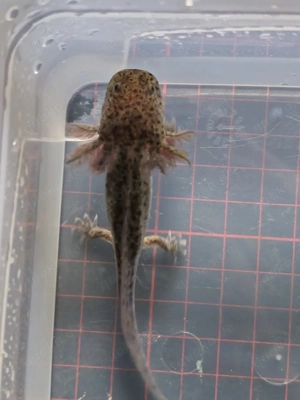 Axolotl Wildlinge Weißlinge Halekin Bild 3